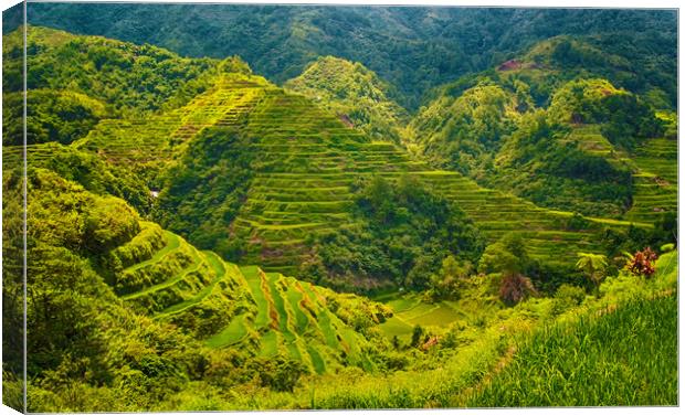 Banaue Rice Terrace Philippines  Canvas Print by Clive Eariss