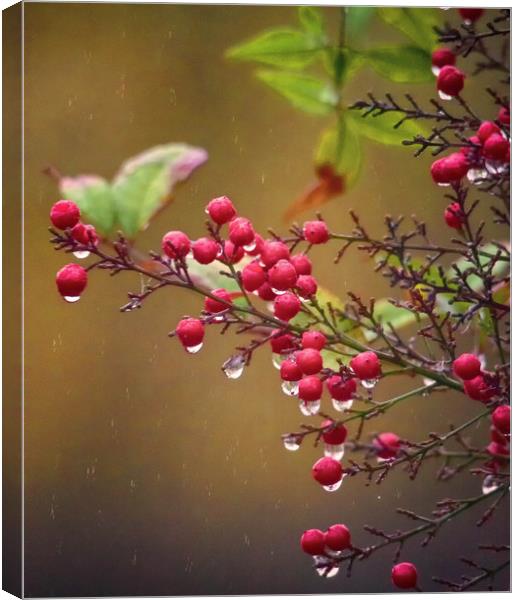Berries In rain Canvas Print by Clive Eariss