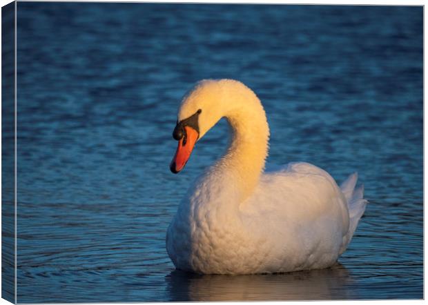 Swan First Light Canvas Print by Clive Eariss