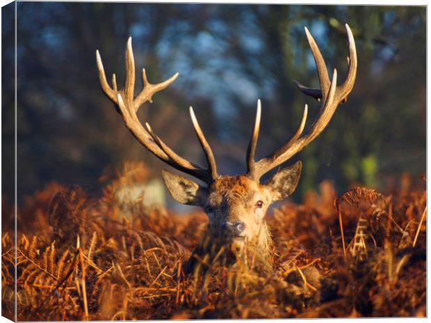 Stag Looking At Me Canvas Print by Clive Eariss