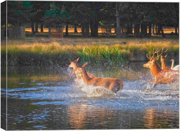 Deer Crossing Canvas Print by Clive Eariss