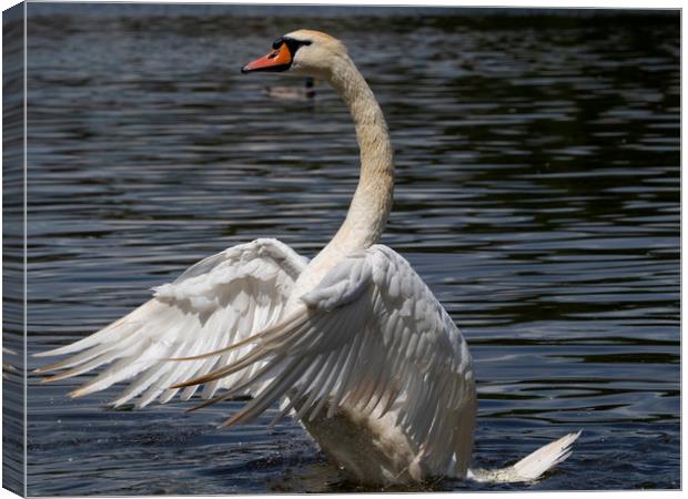 Swan Flapping Canvas Print by Clive Eariss