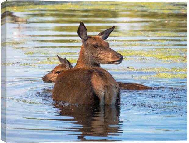 Deer Summer Swim Canvas Print by Clive Eariss