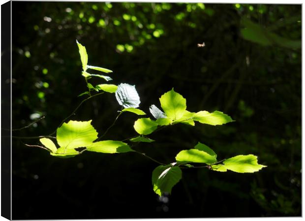 Leaves And Hover Fly Canvas Print by Clive Eariss