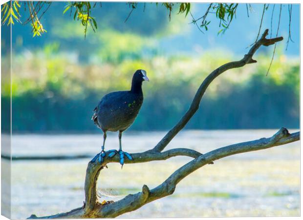 Coot In Tree Canvas Print by Clive Eariss