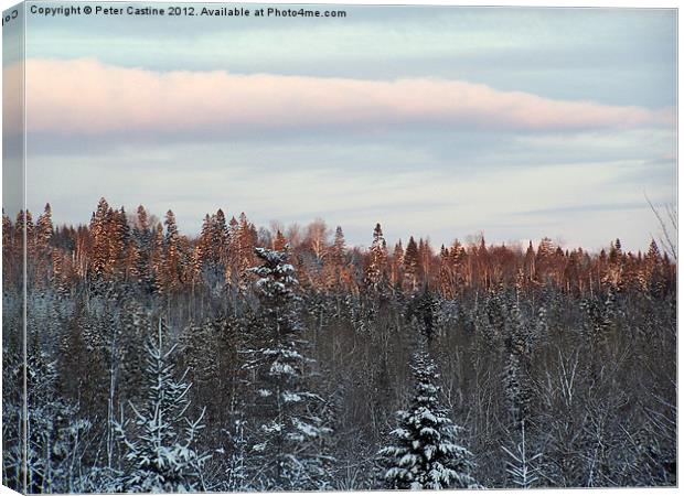 Sun on Tree Tops Canvas Print by Peter Castine