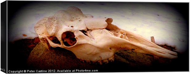 Moose Skull Canvas Print by Peter Castine