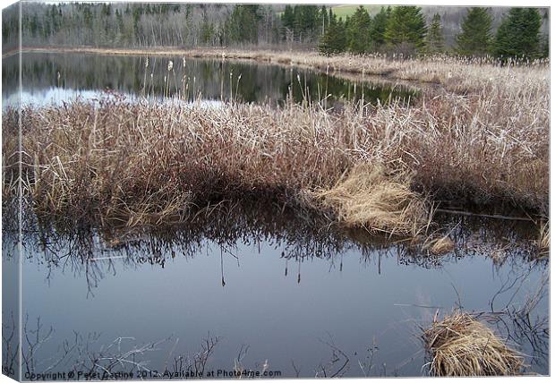 Back Pond W. Stewarstown, NH Canvas Print by Peter Castine