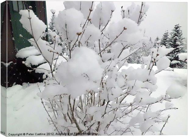 Snow Covered Lilac Buds Canvas Print by Peter Castine