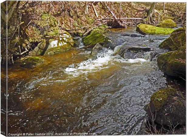 Mountain Stream Canvas Print by Peter Castine