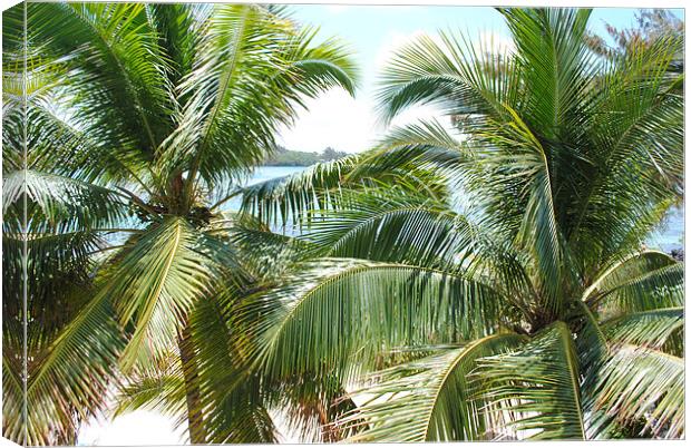 Palm Tree Blue Bay Mauritius Canvas Print by Thomas Thorley