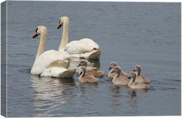 Swans and Cygnets Canvas Print by Charlotte McKay