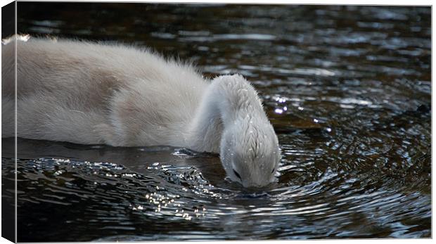 Cygnet on the River Usk Canvas Print by Mike Davies
