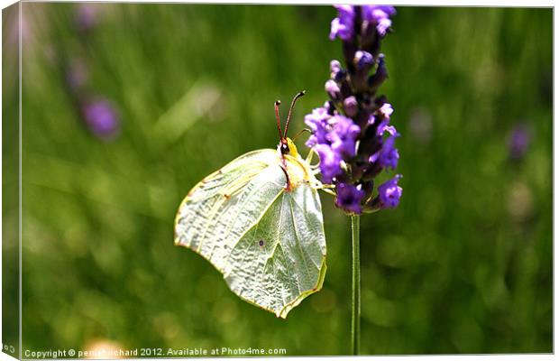 white butterfly flitting lavender Canvas Print by perriet richard