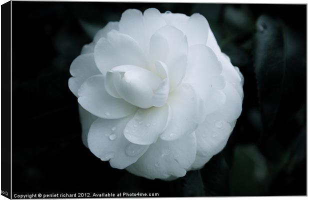 The white flower Canvas Print by perriet richard
