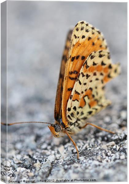 Butterfly Canvas Print by perriet richard