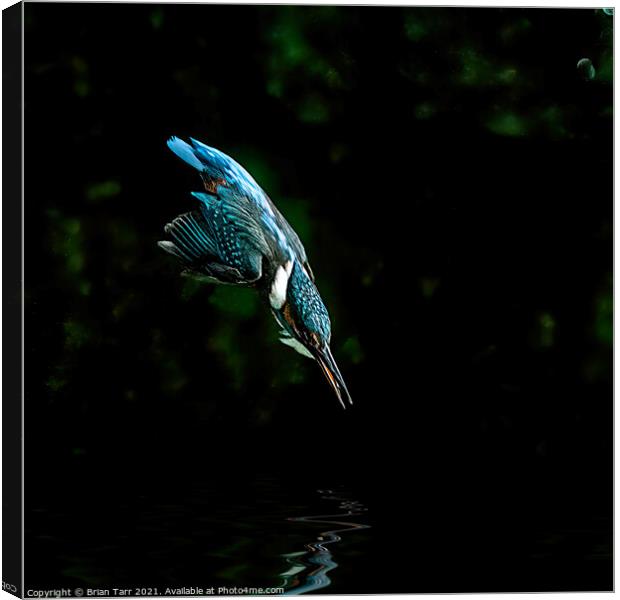 Kingfisher Diving for fish Canvas Print by Brian Tarr