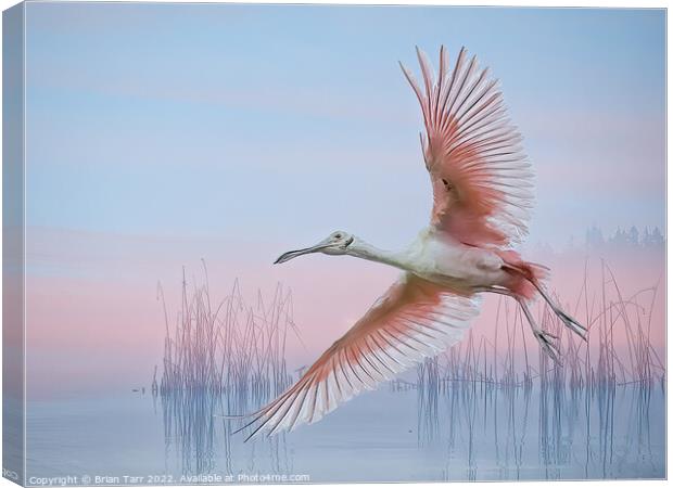 In the pink  Canvas Print by Brian Tarr