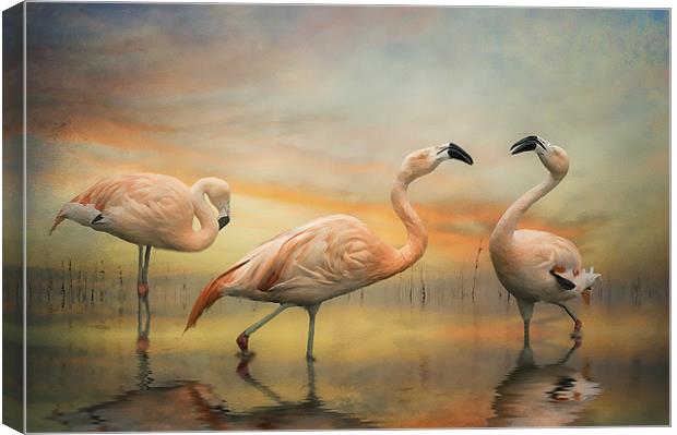 Chilean Flamingos Canvas Print by Brian Tarr