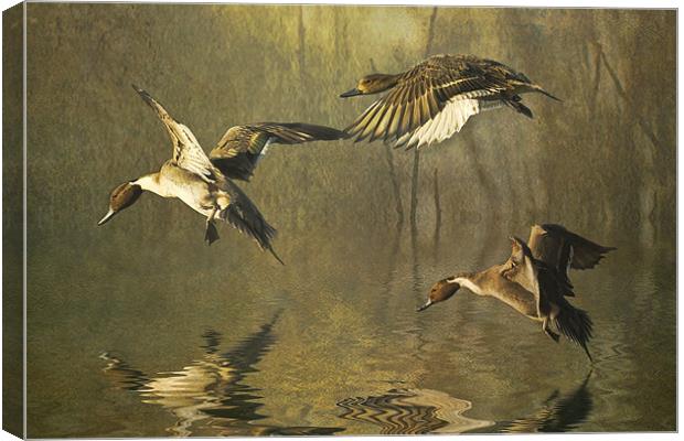 Pintails Canvas Print by Brian Tarr