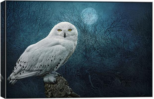 Night Owl Canvas Print by Brian Tarr