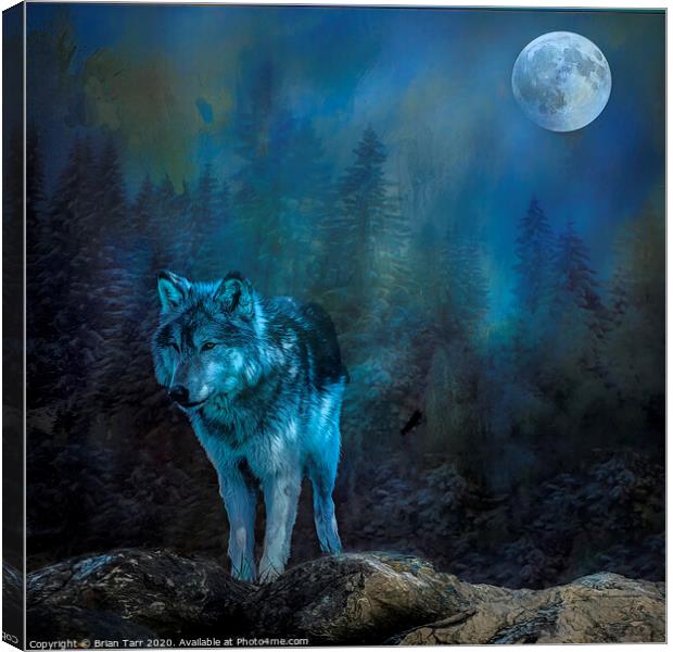 Lone wolf moon Canvas Print by Brian Tarr