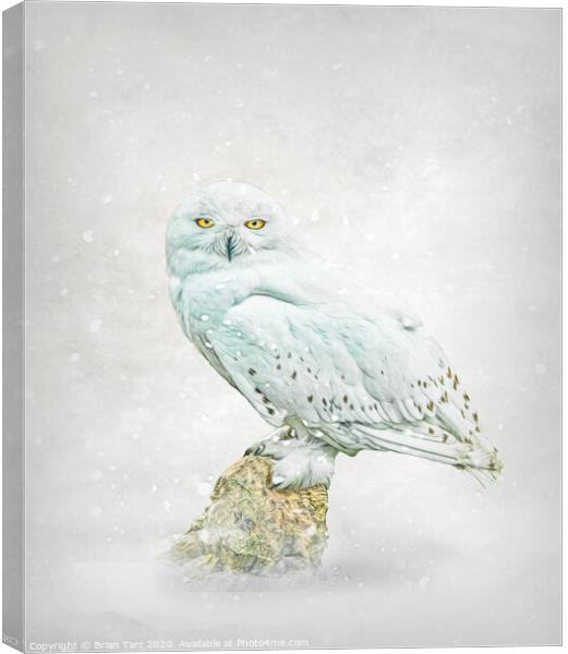 Snowy owl in snow. Canvas Print by Brian Tarr