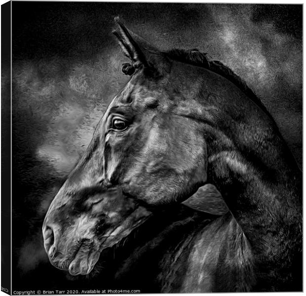 Stallion Canvas Print by Brian Tarr
