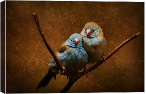 Love Birds Canvas Print by Tina Lindsay