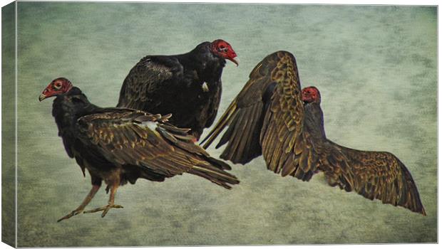 Three Turkey Vultures Canvas Print by Tina Lindsay