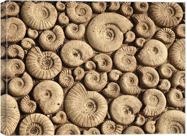 Ammonite Fossils Canvas Print by Edward Denyer