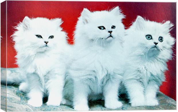 Three White Cats Canvas Print by Edward Denyer
