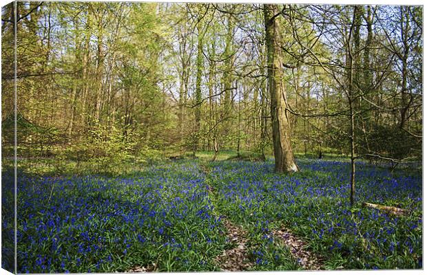 Bluebell Woods forest of Bere Canvas Print by Robert clarke