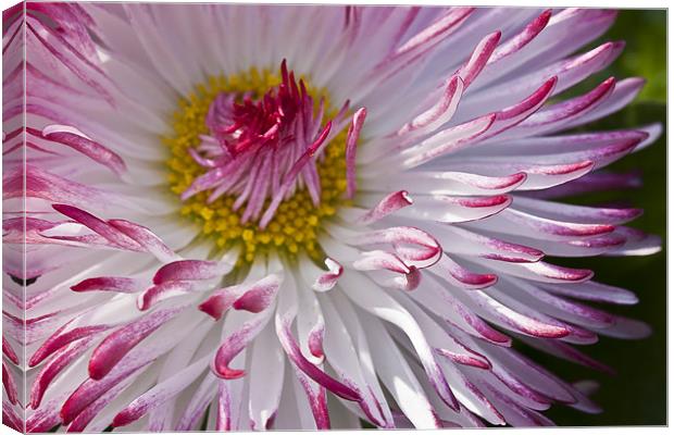 Lee on the Solent flower Canvas Print by Robert clarke