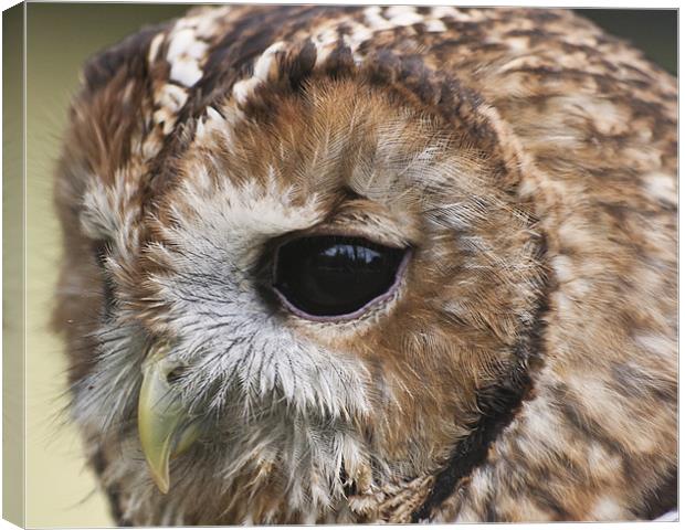 owl close up of face Canvas Print by Robert clarke