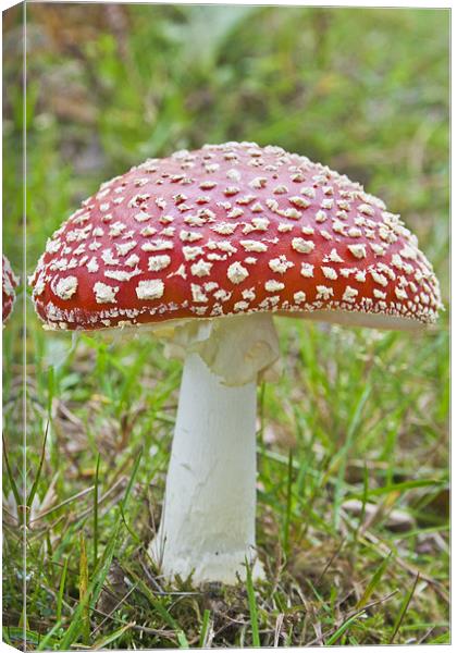 Fly Agaric Canvas Print by Robert clarke