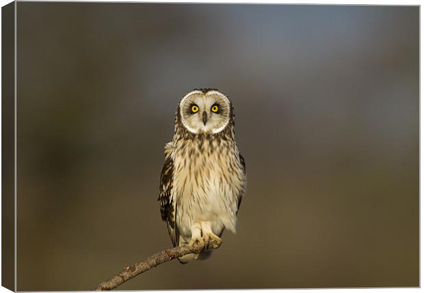 Short Eared Owl Canvas Print by Carl Day