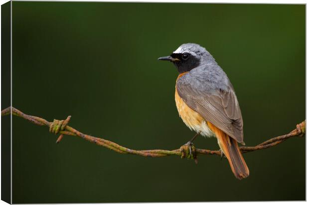 Common Redstart Canvas Print by Carl Day