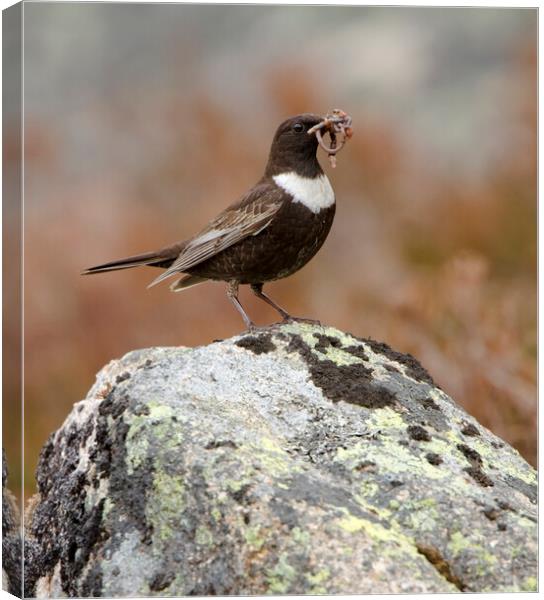 Ring Ouzel Canvas Print by Carl Day