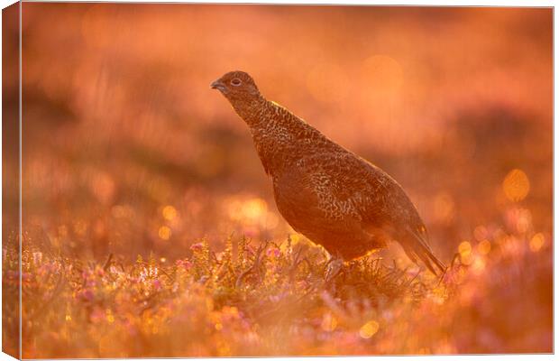 Grouse At Dawn Canvas Print by Carl Day