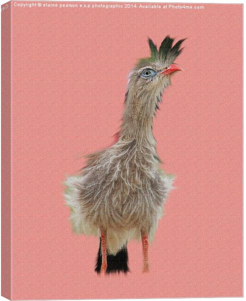  Road runner Canvas Print by Elaine Pearson