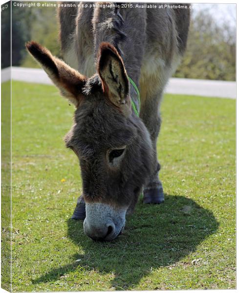 New Forest Donkey  Canvas Print by Elaine Pearson