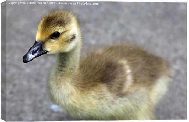  Canada goose gosling Canvas Print by Elaine Pearson