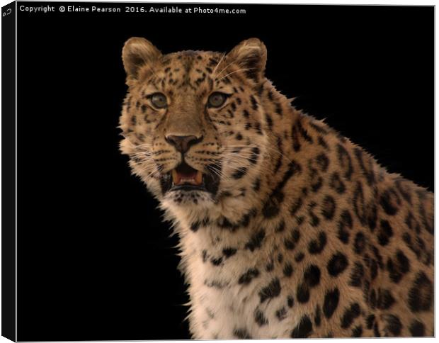 The Leopard Canvas Print by Elaine Pearson