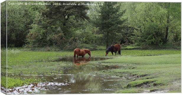 New Forest Ponies Canvas Print by Elaine Pearson