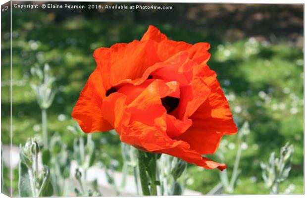 Bright red poppy Canvas Print by Elaine Pearson