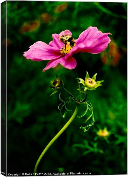 Bee on Cosmos Canvas Print by Robert Pettitt