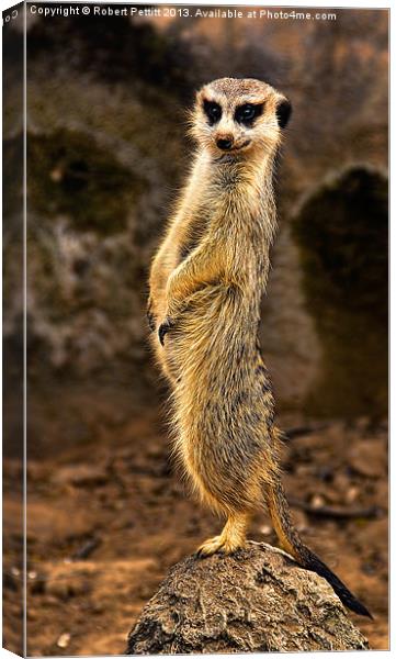 The Meerkat Canvas Print by Robert Pettitt