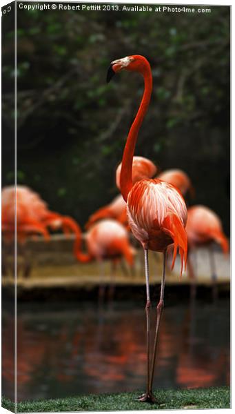 Proud Flamingo Canvas Print by Robert Pettitt
