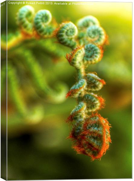 Australian Tree Fern Burgeon Canvas Print by Robert Pettitt